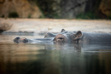 The hippopotamus, with its massive body and partially submerged head, is a powerful and imposing...
