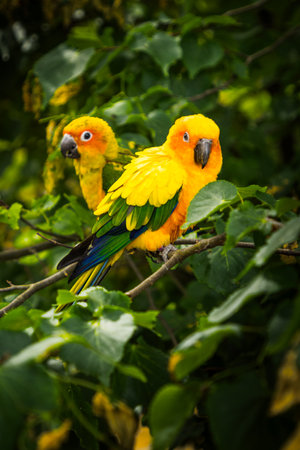 Two exotic yellow parrots sitting on a green leaf