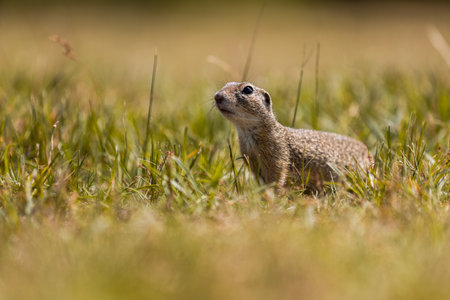 Ground squirrel is sitting on the ground and looking around