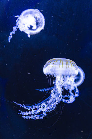 Jellyfish gracefully floating in the deep, blue sea. The translucent creature's delicate tentacles and bell-shaped body are highlighted against the darkの写真素材