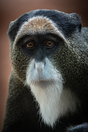 Close-up of Cercopithecus lowei. Shows fur and facial features.