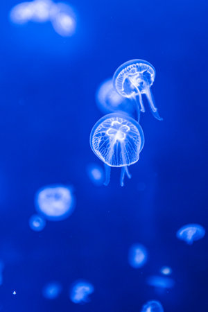Jellyfish gracefully floating in the deep, blue sea. The translucent creature's delicate tentacles and bell-shaped body are highlighted against the darkの写真素材