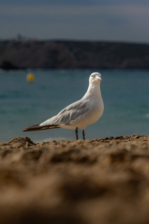 Seagull sits on the beach with the ocean and sky softly blurred in the background. Peaceful vacation vibeの写真素材
