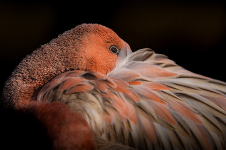 Close-up shot capturing the intricate details of a flamingo's feathers, showcasing the bird's...