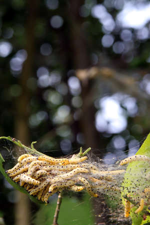 larvalの写真素材