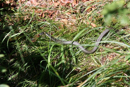 Ringelnatterの写真素材