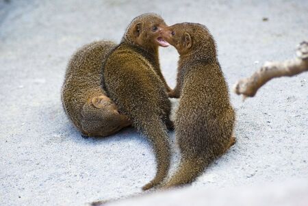 three young mongooses playing の写真素材