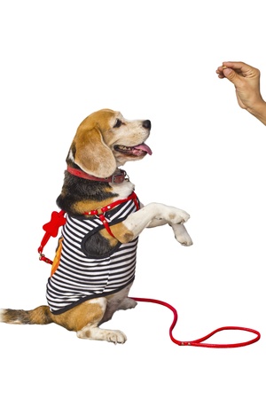 Teaching a dog to sit using foodの写真素材