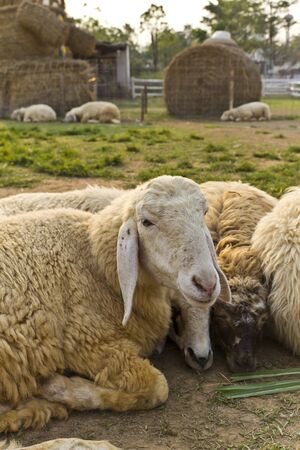 Livestock farm, herd of sheepの写真素材