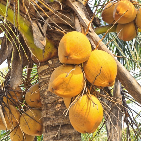 Clusters of freen coconuts close-up hanging on palm treeの写真素材