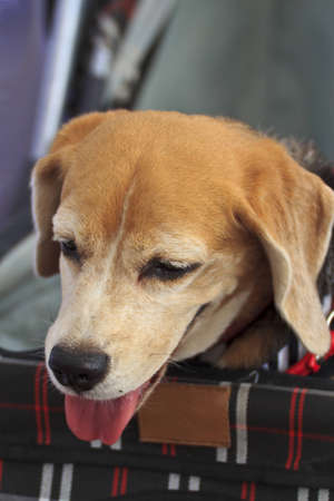 puppy in stroller の写真素材