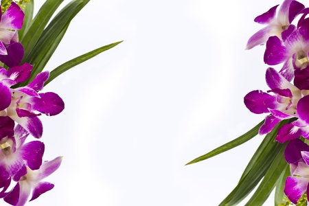 Purple orchid frame border isolated on white background.の写真素材
