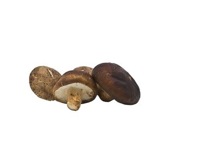 fresh shiitake isolated on white backgroundの写真素材