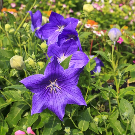 beautiful flower( Platycodon grandiflorus)の写真素材