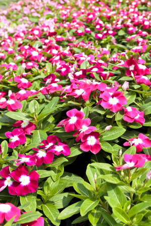 Red Periwinkle Flowerの写真素材