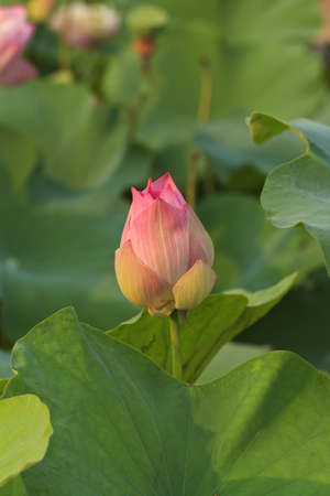 lotus flower blossomの写真素材