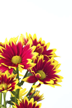 Closeup of pink daisy - gerbera の写真素材