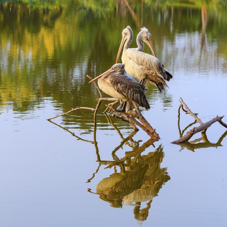 Three pelicans.の写真素材