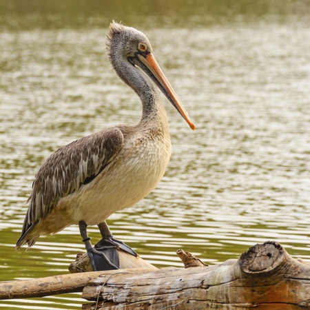 Pelicans.の写真素材