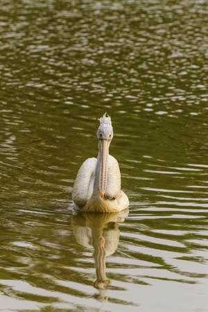 Pelicans.の写真素材
