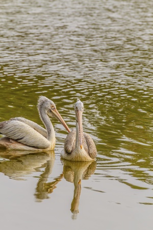 Two pelicans.の写真素材