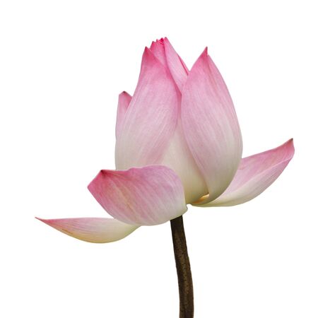 lotus flower blossom Isolated on a white background.の写真素材