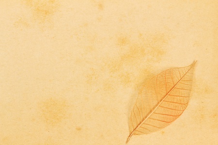 Leaves on paper texture, may use as background