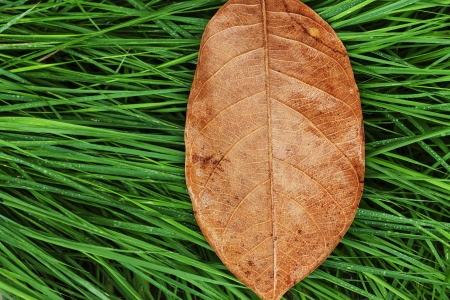Wet  leaves  on the grass after rain.の写真素材