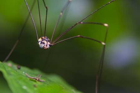 Spiders in the wild の写真素材