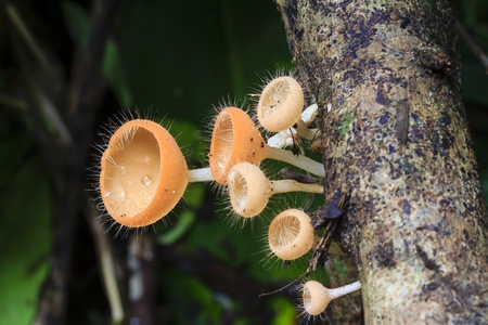 Mushroom champagne の写真素材