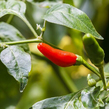 Pepperの写真素材