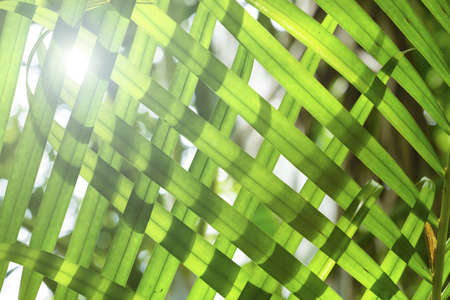 Green leaf background の写真素材