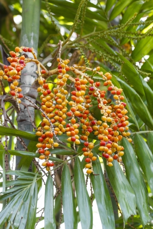 Betel palmの写真素材