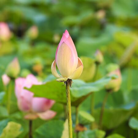 lotus flower backgroundの写真素材