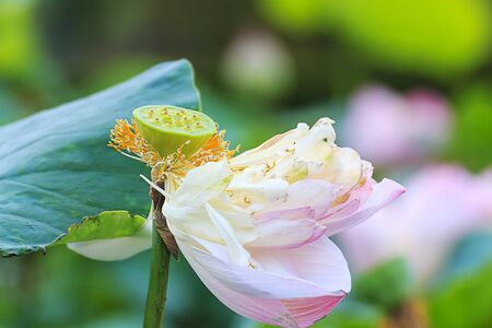 lotus flower backgroundの写真素材