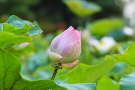 lotus flower backgroundの写真素材