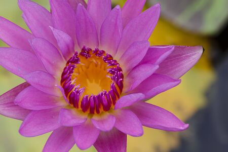 close up Lotus flowerの写真素材