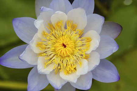 close up Lotus flowerの写真素材