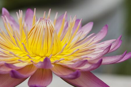 close up Lotus flowerの写真素材
