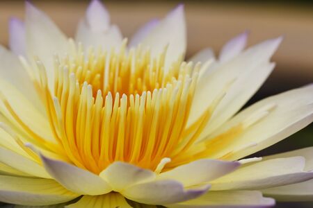 close up Lotus flowerの写真素材