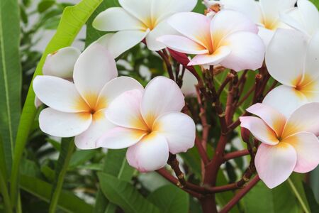 Plumeria flowersの写真素材