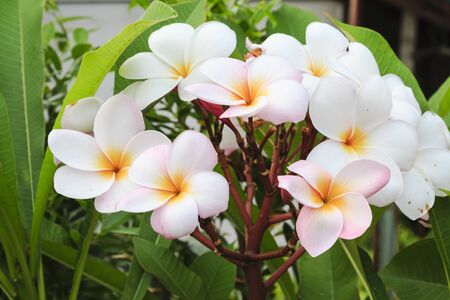 Plumeria flowersの写真素材