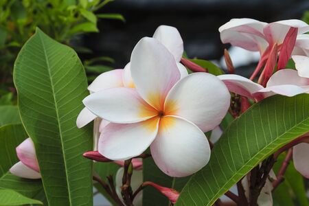 Plumeria flowersの写真素材