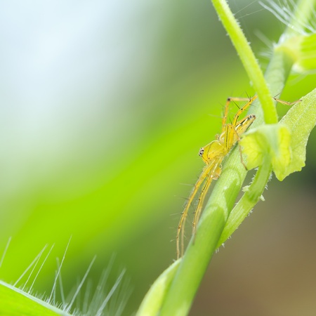 yellow jumper spider on green leafの写真素材