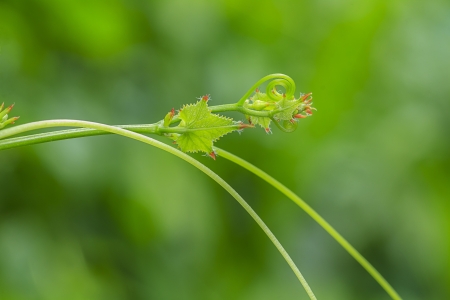 curly twig of ivy on green background,details of the natureの写真素材