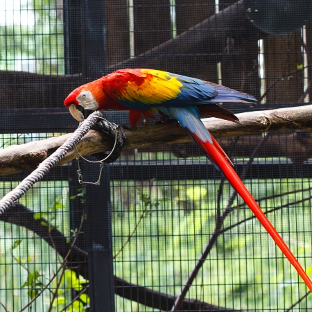 scarlet macawの写真素材