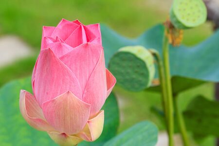 close up Lotus flowerの写真素材