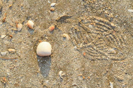 Sea shells on sand as background