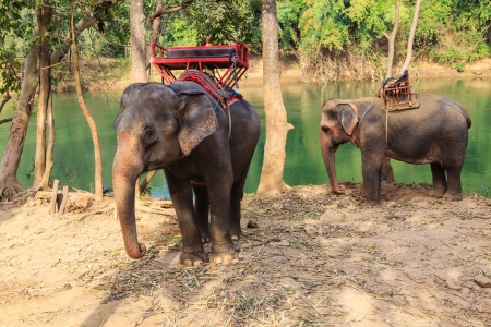 Asian Elephant  in  Thailand.の写真素材
