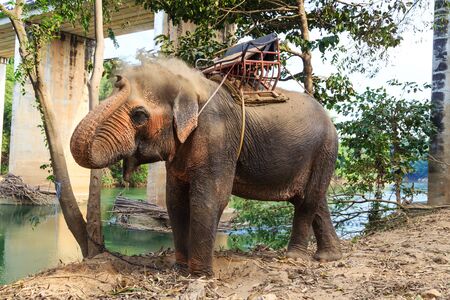 Asian Elephant  in  Thailand.の写真素材